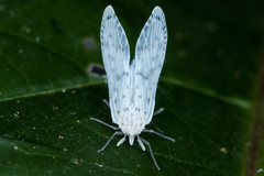 Image of Platonax maculata