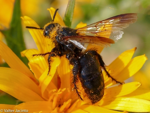 Campsomeriella thoracica