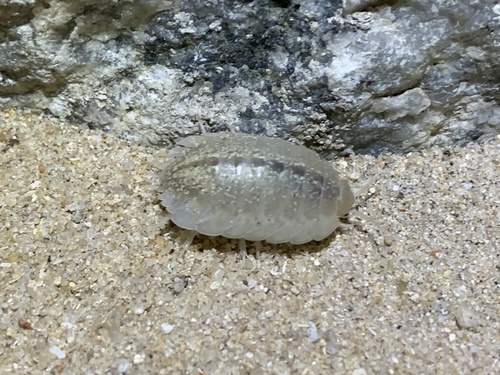 Alloniscus nacreus