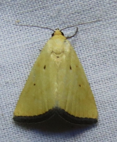 Black-bordered Lemon Moth