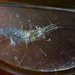 Eastern Grass Shrimp - Photo (c) Charles R Berenguer Jr, all rights reserved, uploaded by Charles R Berenguer Jr