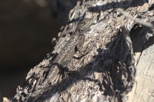 iNaturalist observation photo of Great Basin Fence Lizard