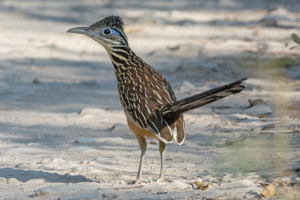 Lesser Roadrunner photo