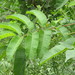 Loxopterygium huasango - Photo (c) A. Palmer "Jr." (Junior), כל הזכויות שמורות, הועלה על ידי A. Palmer "Jr." (Junior)