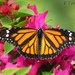 Puerto Rican Monarch - Photo (c) Eric Torres, all rights reserved, uploaded by Eric Torres