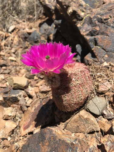 rainbow hedgehog cactus