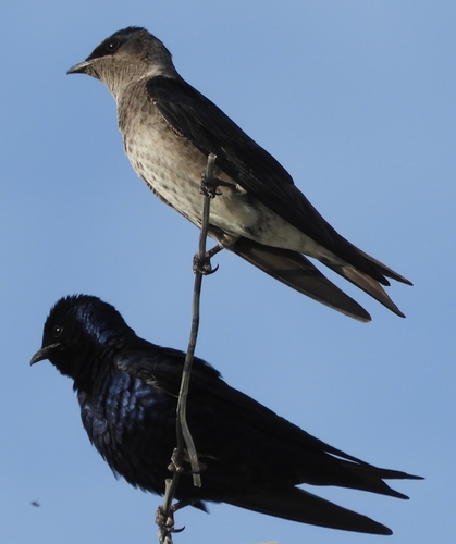 Purple Martin