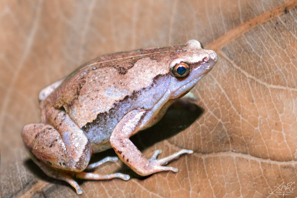 Amazon Sheep Frog (Hamptophryne boliviana)