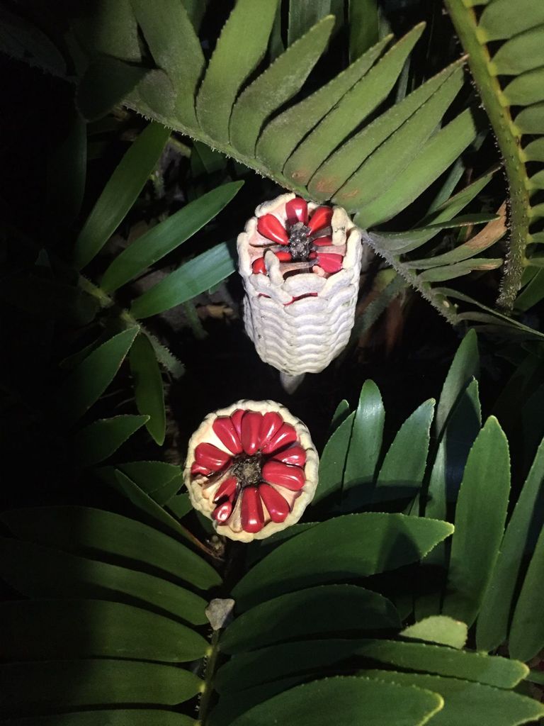 Genus Zamia  iNaturalist