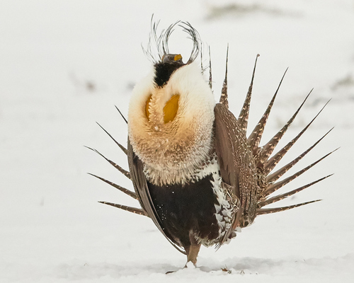 Greater Sage-Grouse