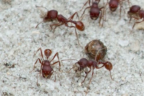Florida Harvester Ant