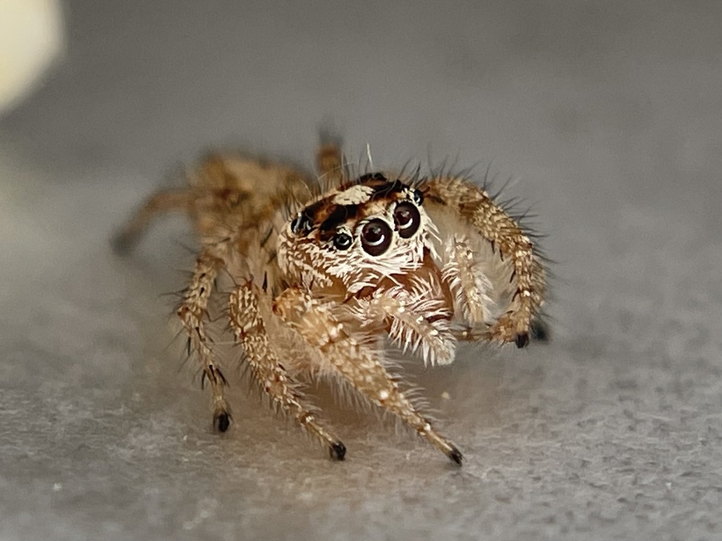 Colonus hesperus from Argonne Way, Forestville, CA, US on March 21