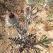 Cirsium occidentale occidentale - Photo (c) jcloughesy, kaikki oikeudet pidätetään