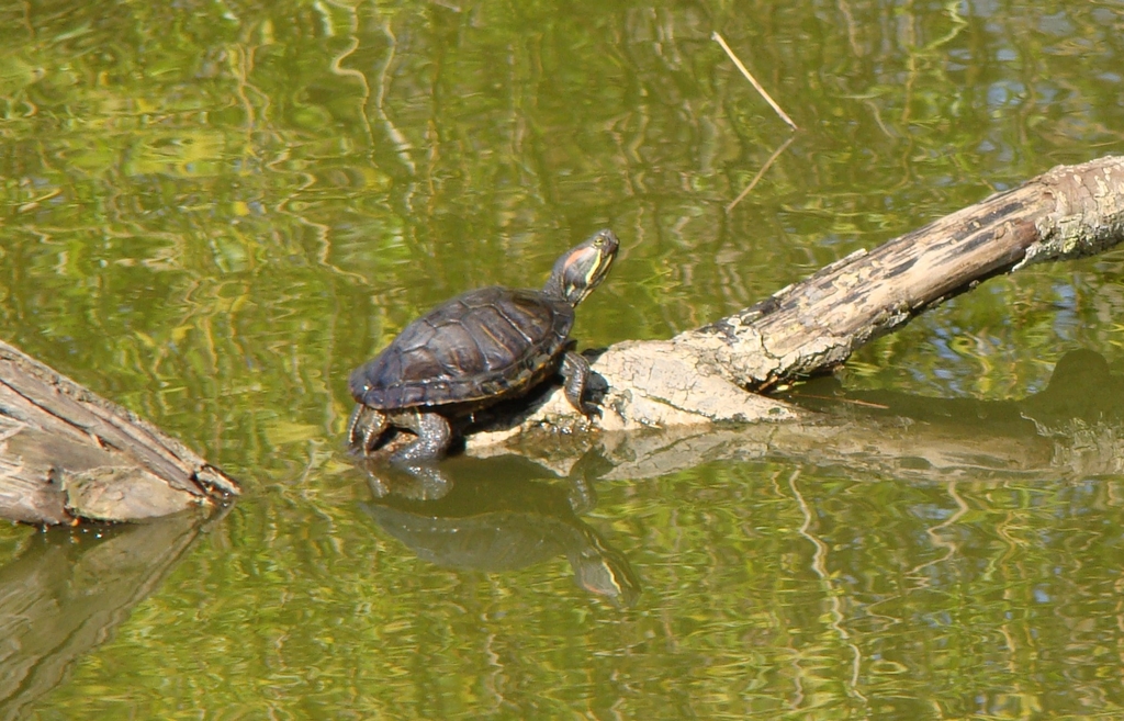 Pond Slider from Parc de Rouelles (La Bouteillerie) on March 20, 2022 ...