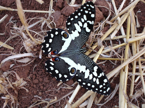 Citrus Swallowtail