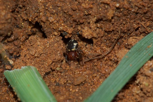 Lampertia pulchra