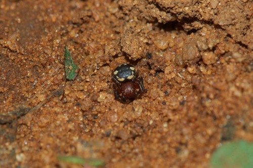 Lampertia pulchra