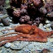 Callistoctopus bunurong - Photo (c) Brad Crook, todos los derechos reservados, subido por Brad Crook