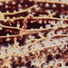 Observation photo