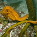 Observation photo
