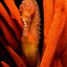 Observation photo