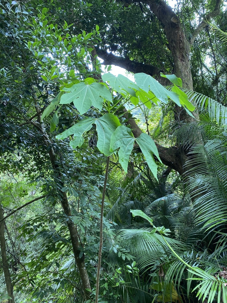 mu oil tree from 香港大埔滘 on March 22, 2022 at 11:35 AM by Alex Lee ...