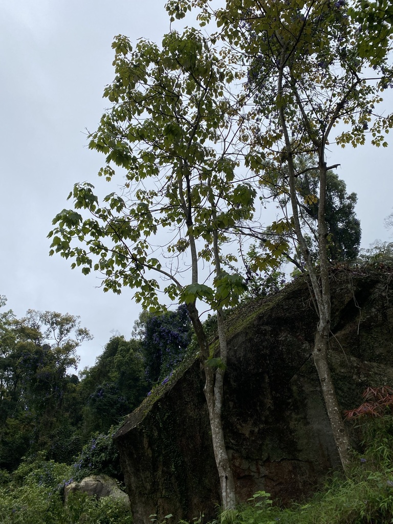 mu oil tree from 香港大埔滘 on March 22, 2022 at 11:27 AM by Alex Lee ...
