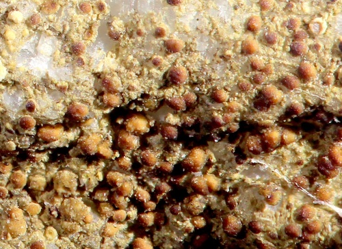 Lecania sylvestris