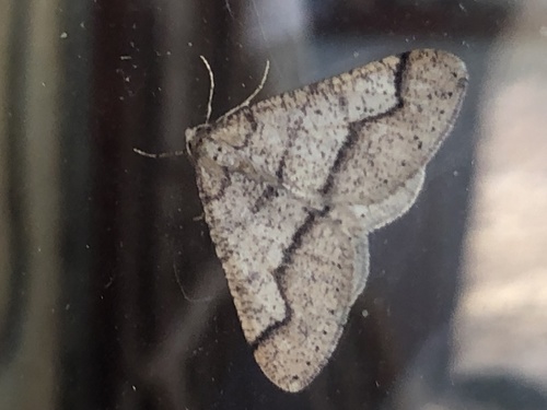 Dotted Border Moth