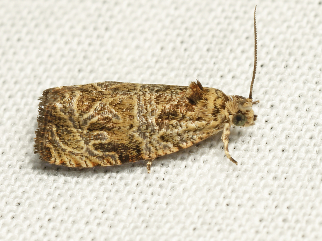 Woolly-backed Moth from St Williams, Norfolk County, Ontario on June 05 ...