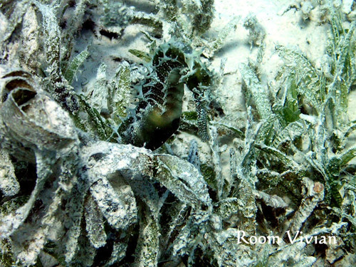 Jayakar's Seahorse — seen at this dive site