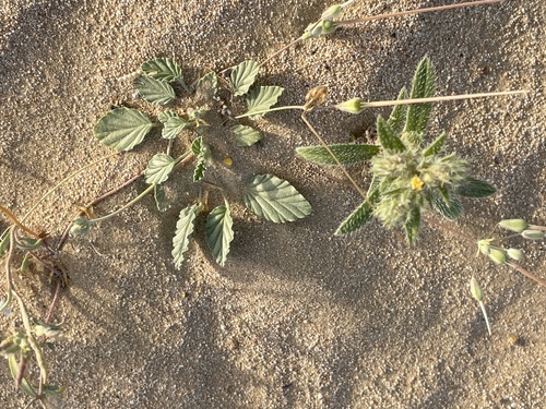 Monsonia nivea