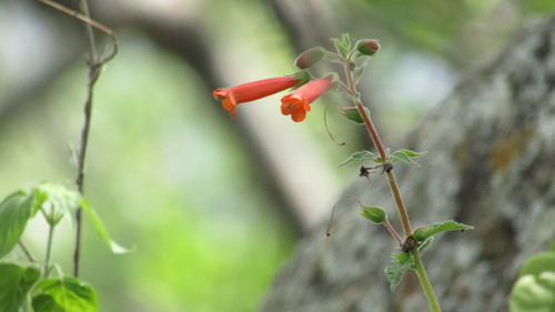 Sinningia warmingii