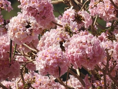 Tabebuia rosea image