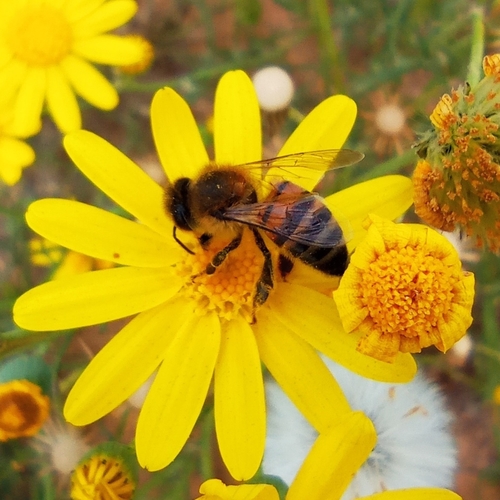Western Honey Bee