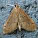 Anania mysippusalis - Photo (c) Curt Lehman, all rights reserved, uploaded by Curt Lehman