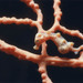 Observation photo