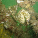 Observation photo