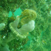 Observation photo