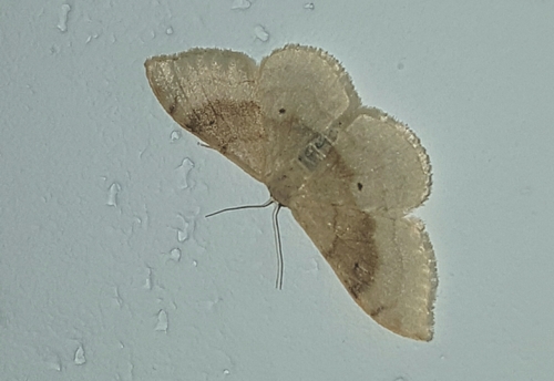 Portland Ribbon Wave