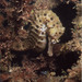 Observation photo