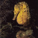 Observation photo