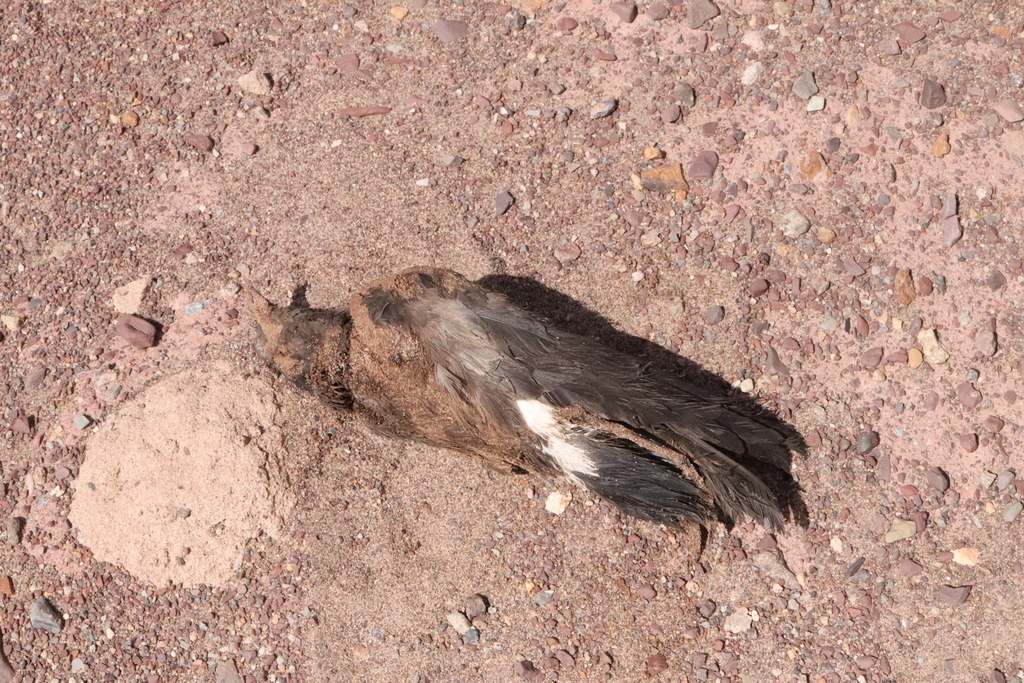 Elliot's Storm-Petrel in March 2022 by Michael Weymann · iNaturalist