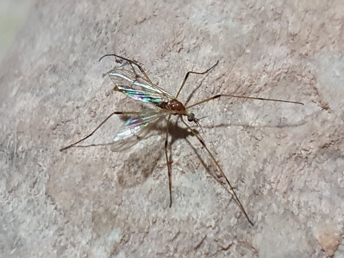 Teucholabis (Teucholabis) galatea