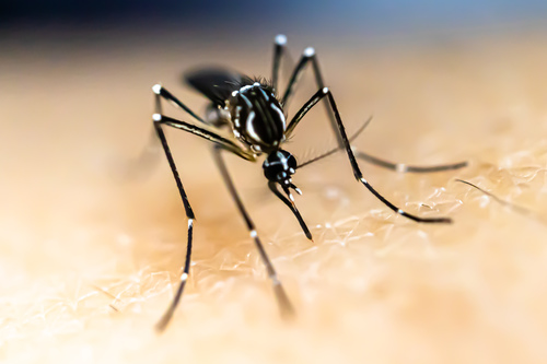 Yellow Fever Mosquito (Aedes aegypti)
