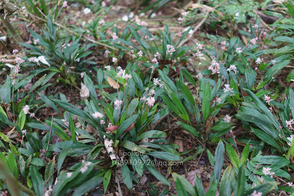 Carex adrienii (Carex adrienii)