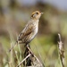 Saltmarsh Sparrow - Photo (c) Taylor Sturm, all rights reserved, uploaded by Taylor Sturm