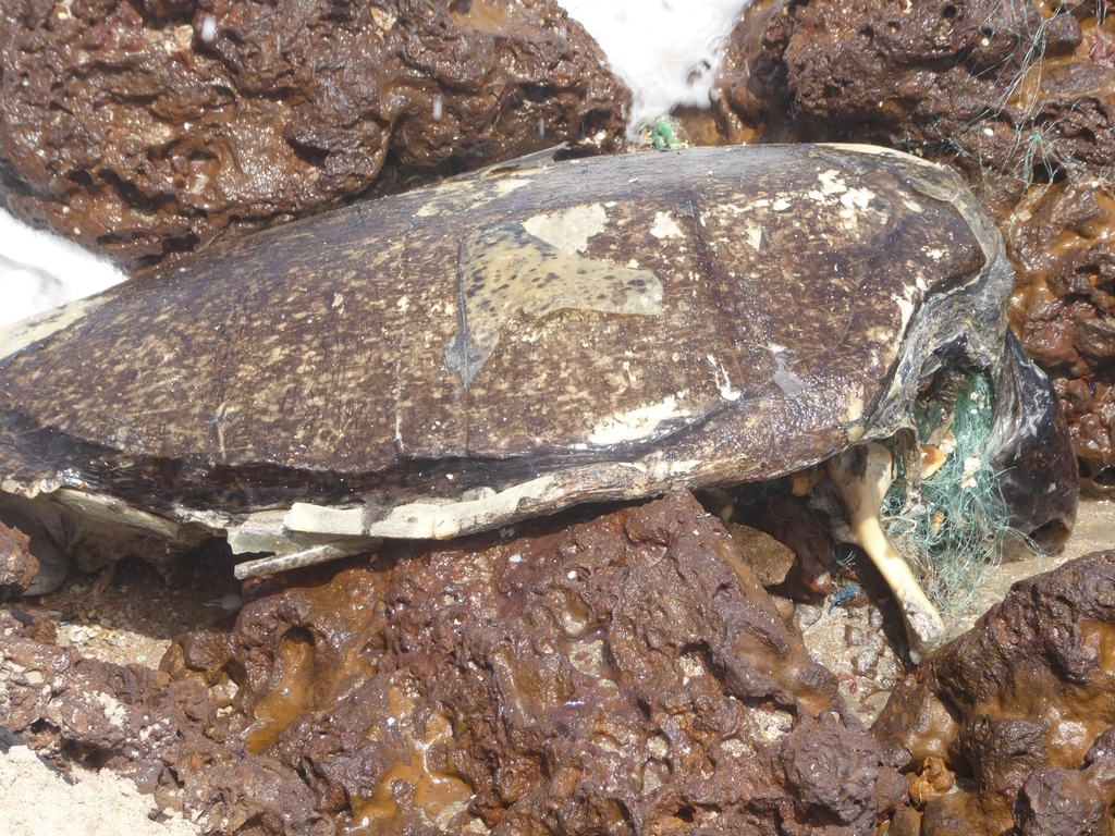 Green Sea Turtle