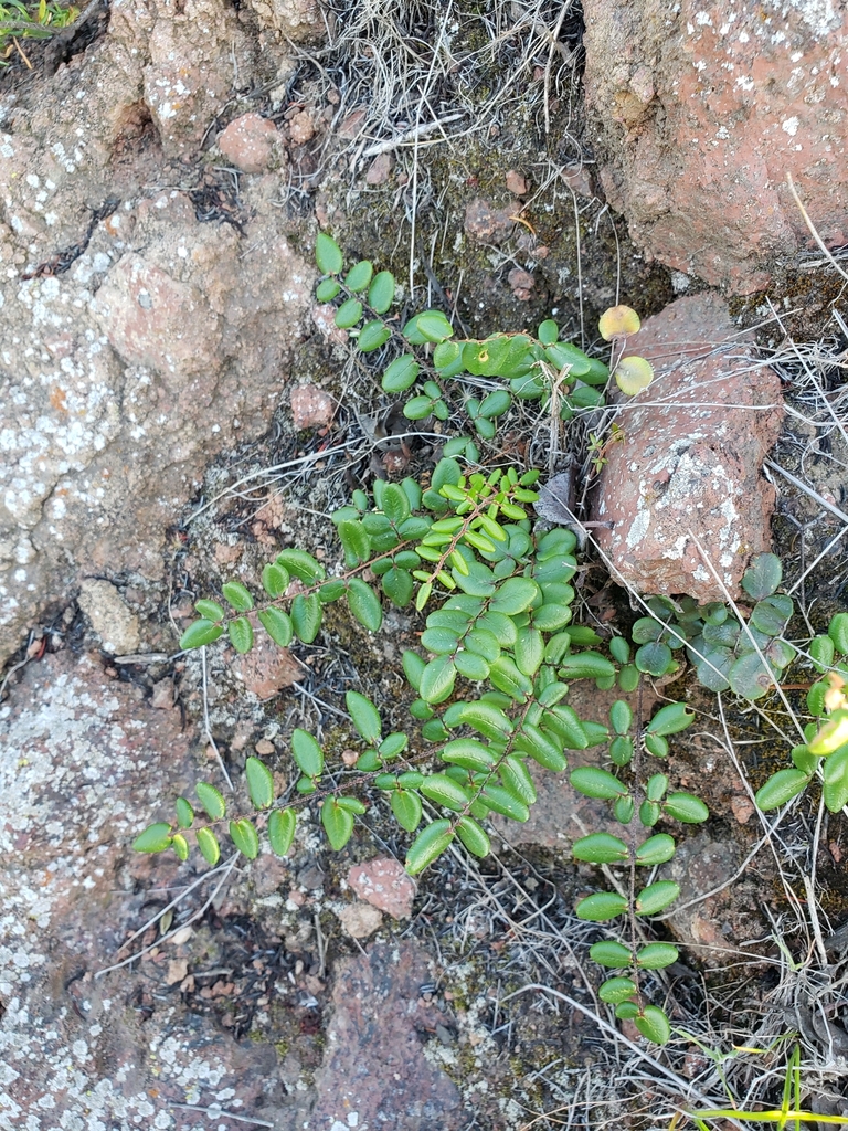 Pellae Pellaea andromedifolia pubescens from 22780 B.C., México on March 22 ...