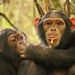 Chimpanzee - Photo (c) Amos Pampy Hardecker, all rights reserved, uploaded by Amos Pampy Hardecker